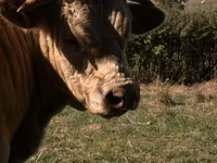 Toro, Simmental cattle — foto 2