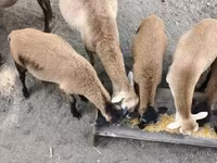 मेढ़ा, Cameroon sheep — फ़ोटो 1