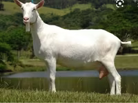 Jarac, Saanen goat — fotografija 4
