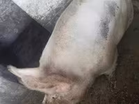 Eber, Schweine — Foto 1