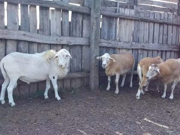 Ovan, Katum sheep