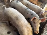 Sow, Pigs — photo 5