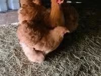 Chickens — fotografija 4