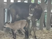 भेड़ें (लॉट, लिंग निर्दिष्ट नहीं), Dorper sheep — फ़ोटो 1