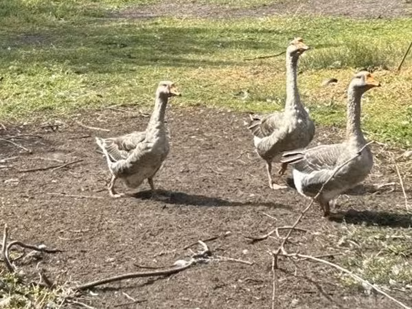 Geese — Macarıstan