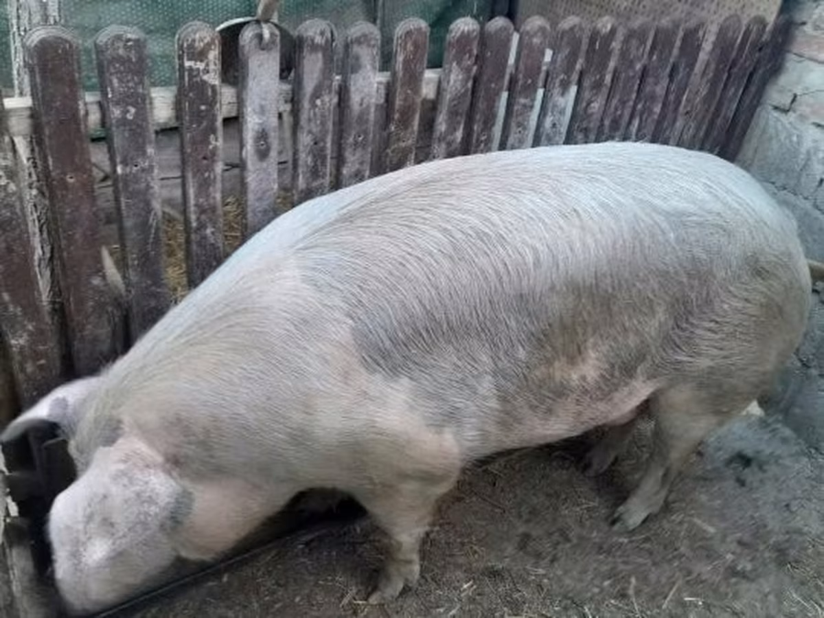 Suínos (lote, sexo não especificado), Porcos