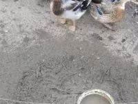 Ducks — 照片 3