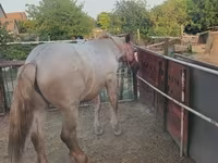 Horse (M), Horses — photo 1