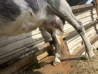 Goat, Alpine goat — photo 2