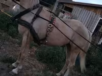 母马, Horses — 照片 3