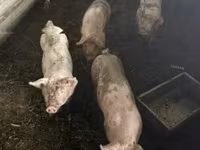 Locha, Świnie — zdjęcie 1