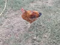 Chickens — foto 4