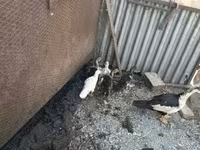 Ducks — 照片 3