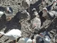 Turkeys — fotografija 3