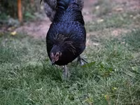 Australorp — Foto 8