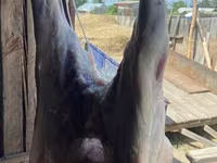 Carneiro, Ovelhas — foto 7