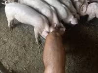 Boar, Pigs — photo 3