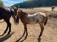 Aygʻir, Appaloosa — 5-rasm