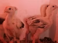 Chickens — fotografija 6