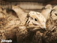 Quails — fotografija 1