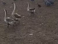 Geese — fotografija 1