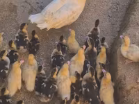 Ducks — fotografija 3
