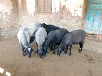 Qoyun, Romanov sheep — foto 3
