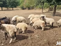 母羊, Tsigai sheep — 照片 1