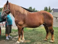 Кобила, Hungarian horse breed — фото 1
