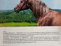 Kobila, Arabian horse — fotografija 4