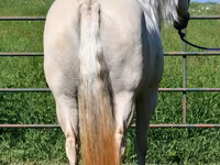 Kobila, Quarter Horse — fotografija 8