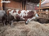 Touro, Vaca Limousine — foto 1