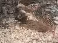 Quails — 写真 1