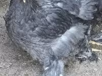Brahma — Foto 4