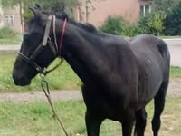Pastuv, Priob horse — fotografija 2