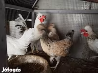 Chickens — foto 2
