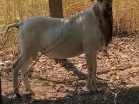 Carneiro, Cameroon sheep — foto 3