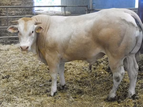Bik, Blonde d’Aquitane cattle
