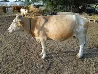 Cow, Simmental cattle — photo 5