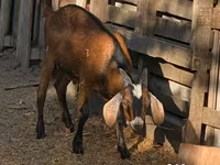Billy Goat, Goats — photo 4