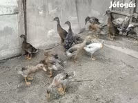 Ducks — Foto 2