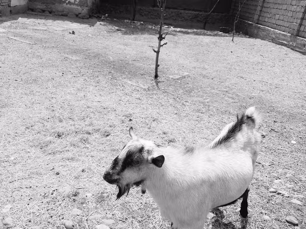 Kozioł, Saanen goat