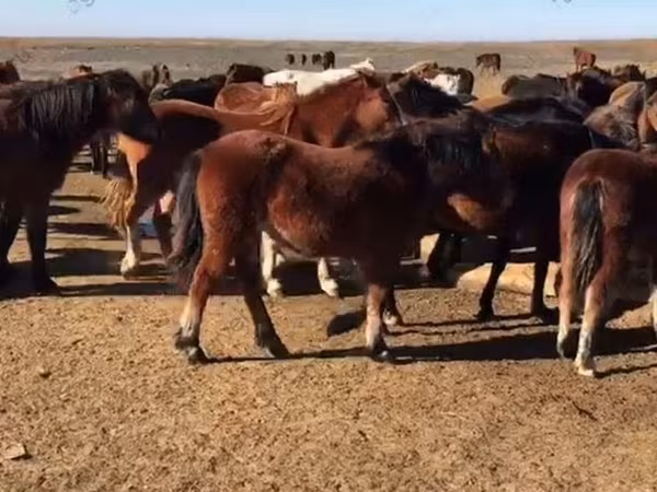 Kobila, Horse breed
