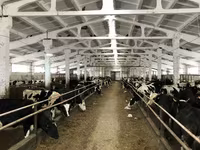 Krava, Yaroslavl cattle — fotografija 5