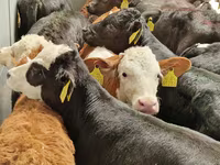 Bovinos (lote, sexo no especificado), Simmental cattle — foto 3