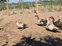 Ducks — photo 5