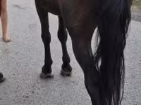 公马, Horses — 照片 1