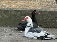 Ducks — fotografija 1