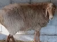 Ovan, Rhon sheep — fotografija 8