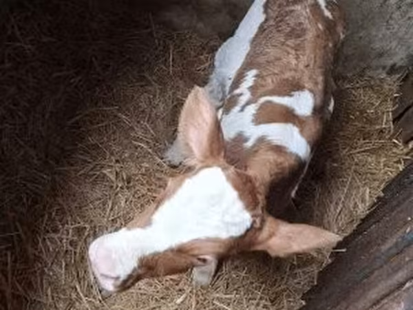 Cow, Simmental cattle